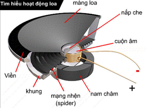 Cấu tạo củ loa